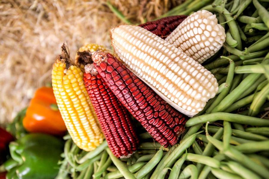 Anuncian primera etapa de programa de apoyo a productores medianos de maíz