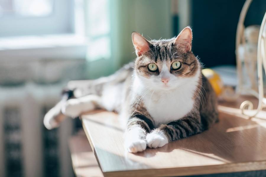 Contamina a su gato con coronavirus en B&eacute;lgica al regresar de Italia
