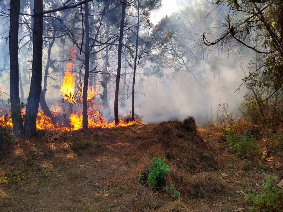Suman 28 incendios forestales activos en M&eacute;xico