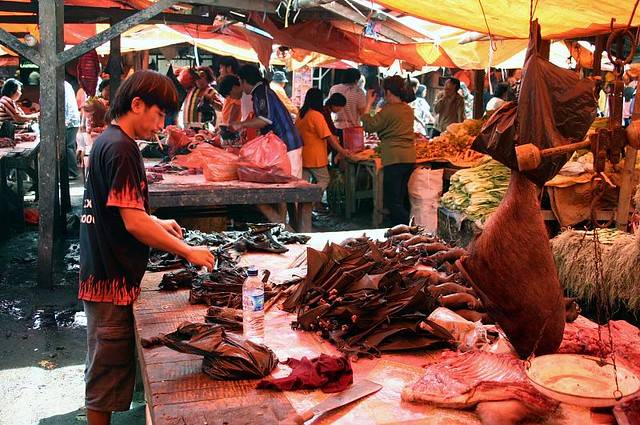 Murciélagos y especies exóticas vuelven a la venta en China