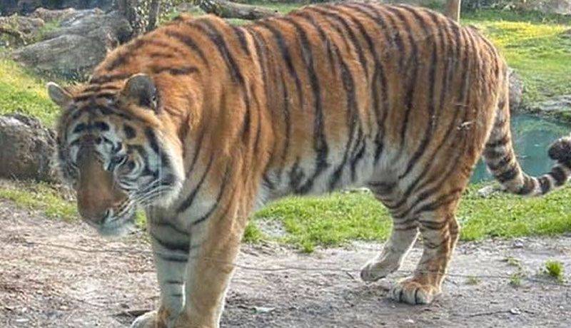 Tigre de zoológico de Nueva York da positivo a Covid-19