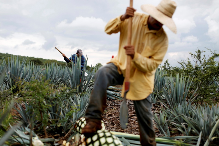 Sigue producción de tequila para EU y Canadá