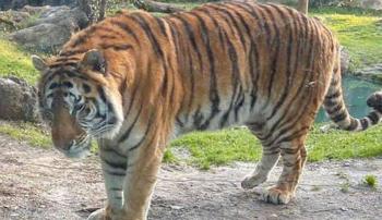 Tigre de zool&oacute;gico de Nueva York da positivo a Covid-19