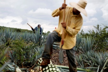 Sigue producci&oacute;n de tequila para EU y Canad&aacute;