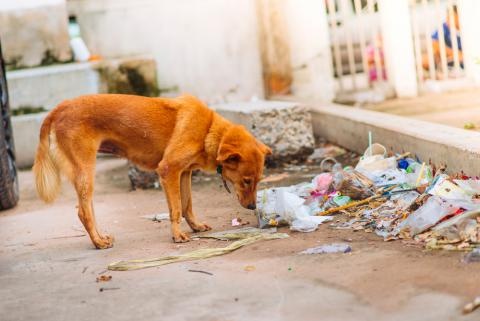 Alertan posible aumento de abandono de mascotas