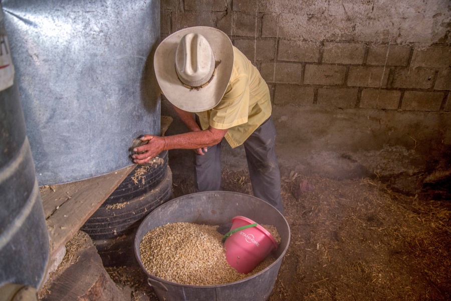 Entregan apoyos a 500 mil productores agrarios