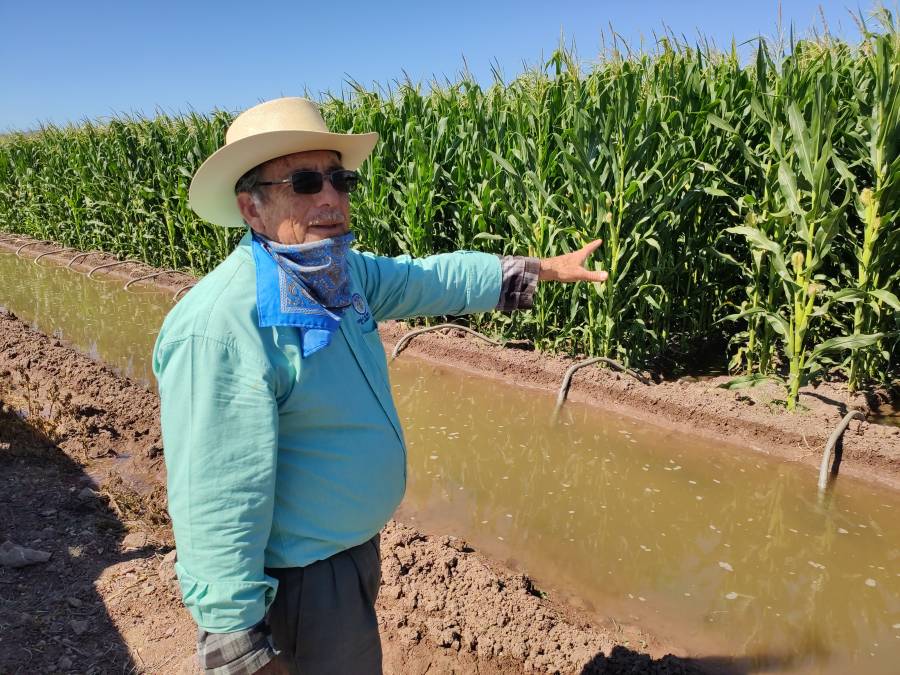 Entrega de apoyos a los productores agrícolas se mantiene, a pesar del COVID-19: Agricultura