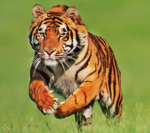 Zoológicos refuerzan seguridad de animales por Covid 