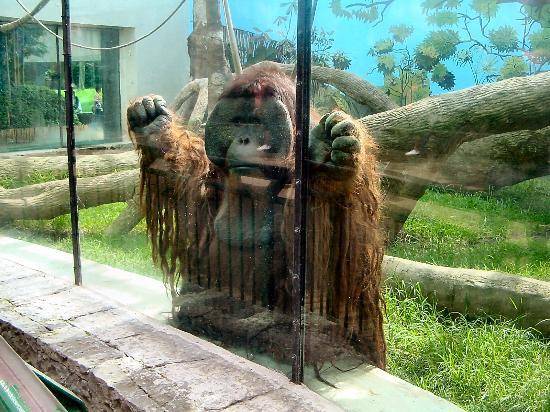 Protegen a felinos y primates del COVID-19 en el Zoológico de Chapultepec