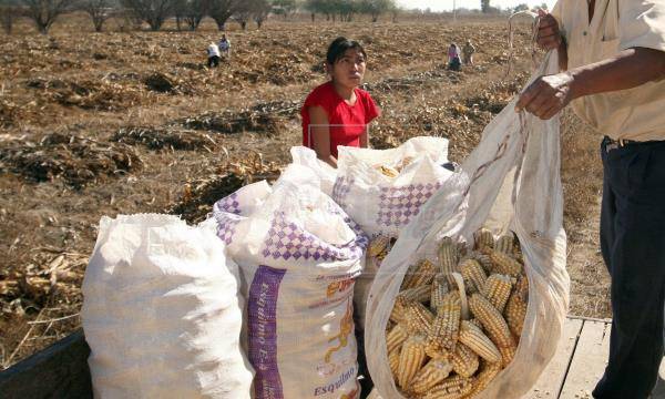 19 trabajadores agrícolas mexicanos dan positivo a Covid-19 en Canadá