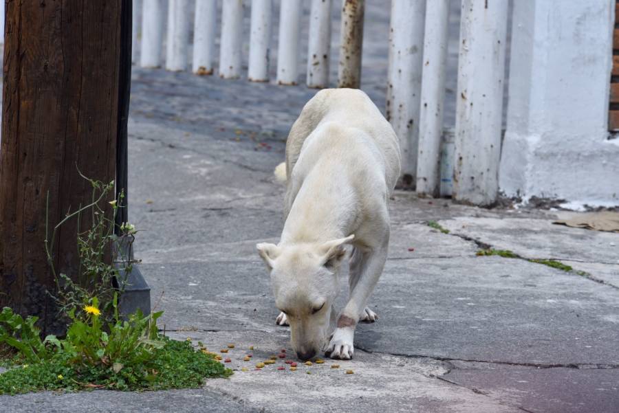 China borra a perros y gatos de lista de animales comestibles tras brote de Covid-19