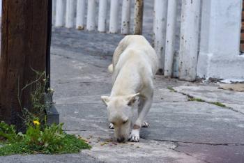 China borra a perros y gatos de lista de animales comestibles tras brote de Covid-19
