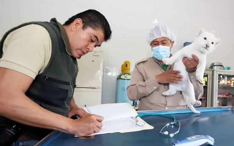 Afirma Azcam que México no registra casos de COVID-19 en animales