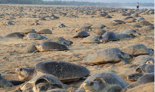 Tortugas invaden playa para anidar durante cuarentena