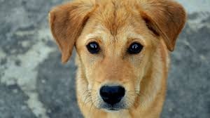 …Y pide no abandonar a mascotas por Covid-19