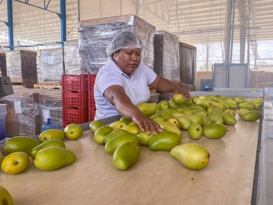 Secretaría de Agricultura garantiza la producción y abasto de alimentos en México