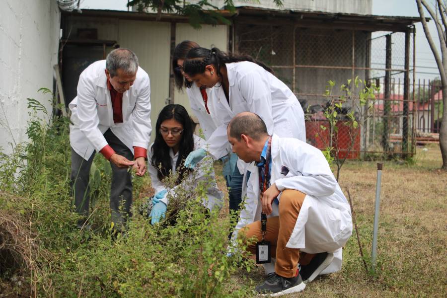 Especialistas del politécnico atacan contra hongos y bacterias que dañan a las plantas y seres humanos
