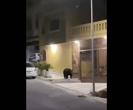 Captan a oso negro “paseando” en Monterrey