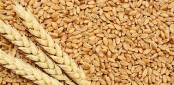 Crece 13.6% producci&oacute;n de trigo panificable