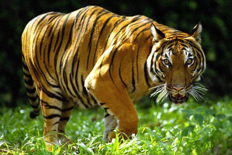 5 tigres y 3 leones infectados de coronavirus en el Zoologico de NY