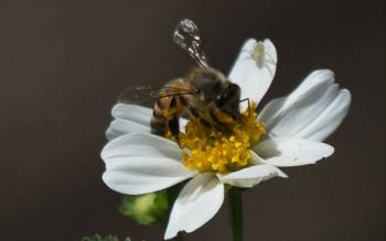 Buscan recuperar la importancia de las abejas con cortometraje