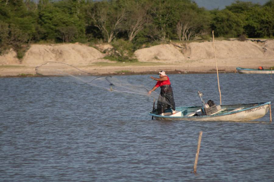 Programa piloto incrementa captura de camarón en sistemas lagunares