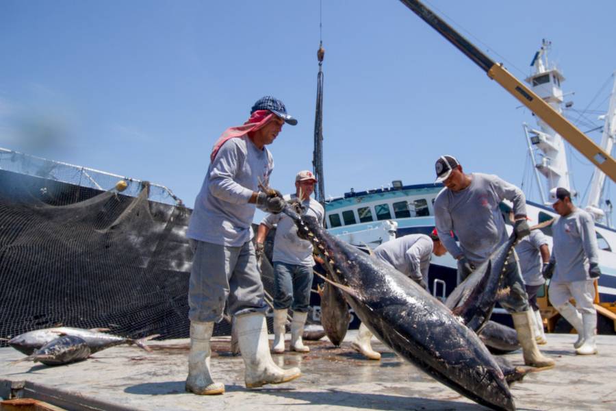 Productores mexicanos exportan más de 140 mil toneladas de harinas y aceites de pescado en 2019