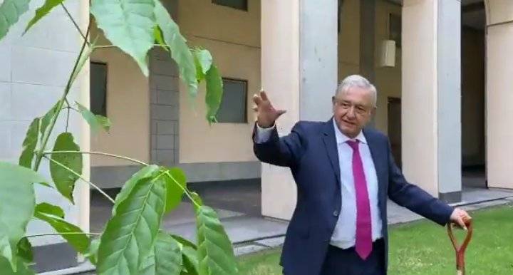 AMLO plata arboles tropicales en el Jardín de la Emperatriz