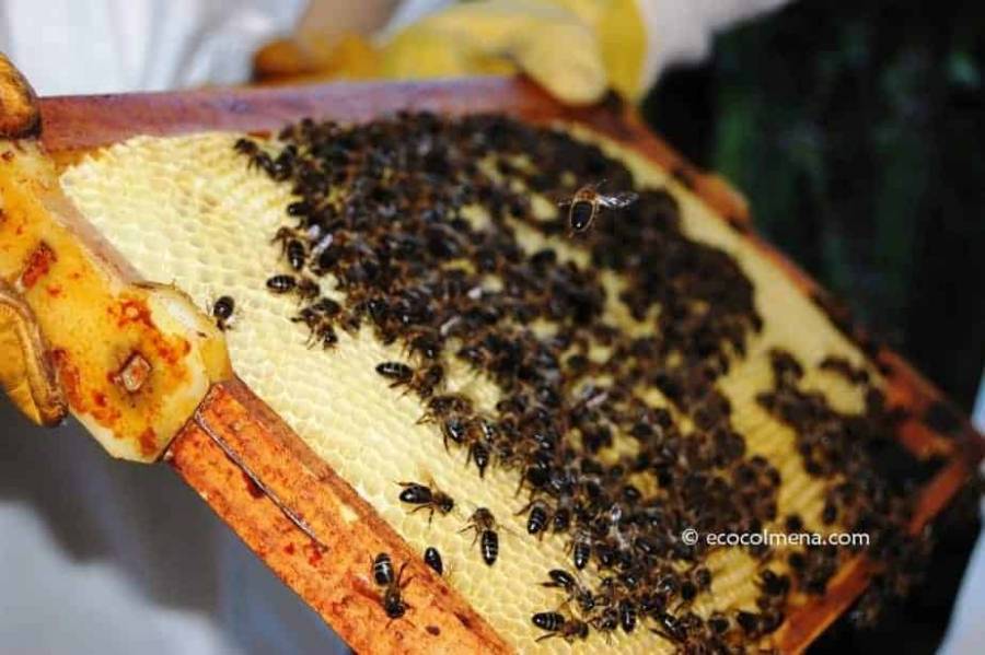 Emite Agricultura Norma Oficial para impedir fraude al consumidor de miel