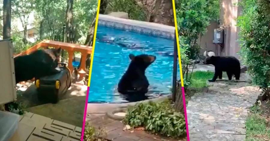 Osos negros pasean por calles vacías en zonas de Nuevo León