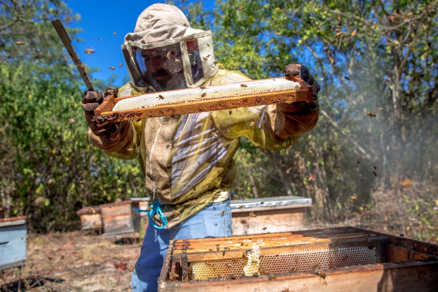 Emiten norma para evitar miel adulterada