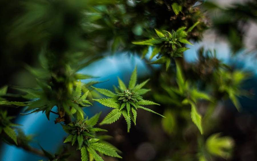 Destruye Guardia Nacional plant&iacute;o de marihuana en Tecate, BC