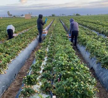 M&aacute;s de 1 mill&oacute;n de jornaleras trabajan en EU sin protecci&oacute;n 