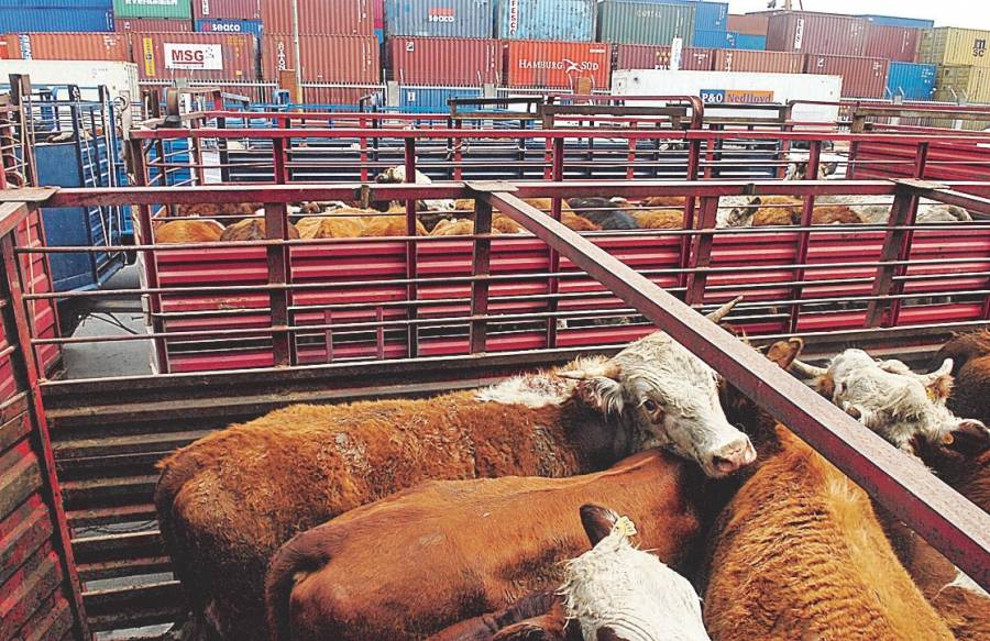 Repunta en última semana de marzo exportación de ganado en pie a Estados Unidos