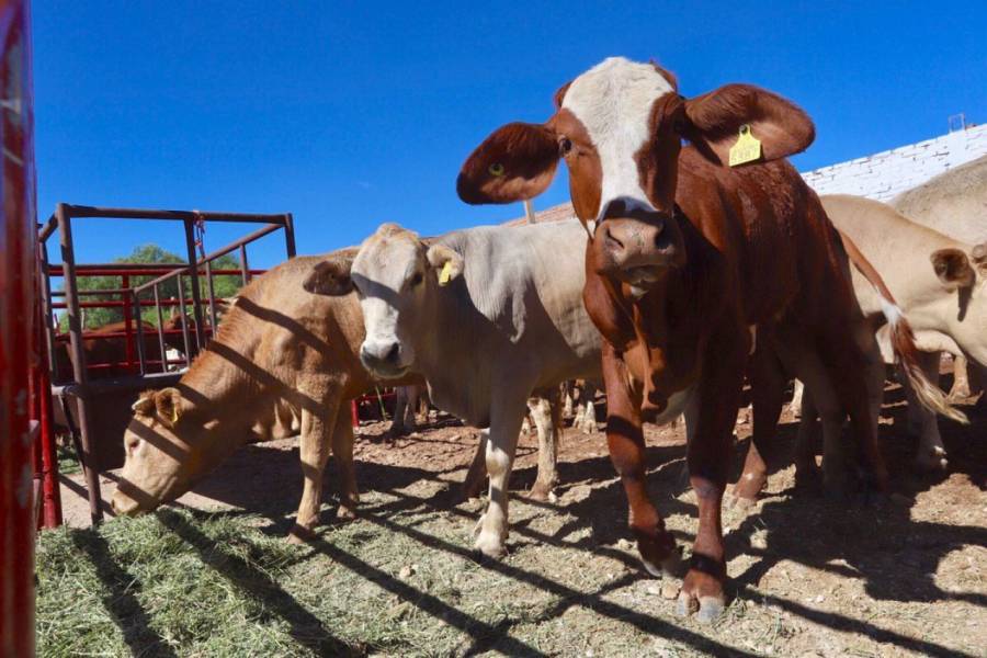 Temen desabasto en industria de alimentos para animales