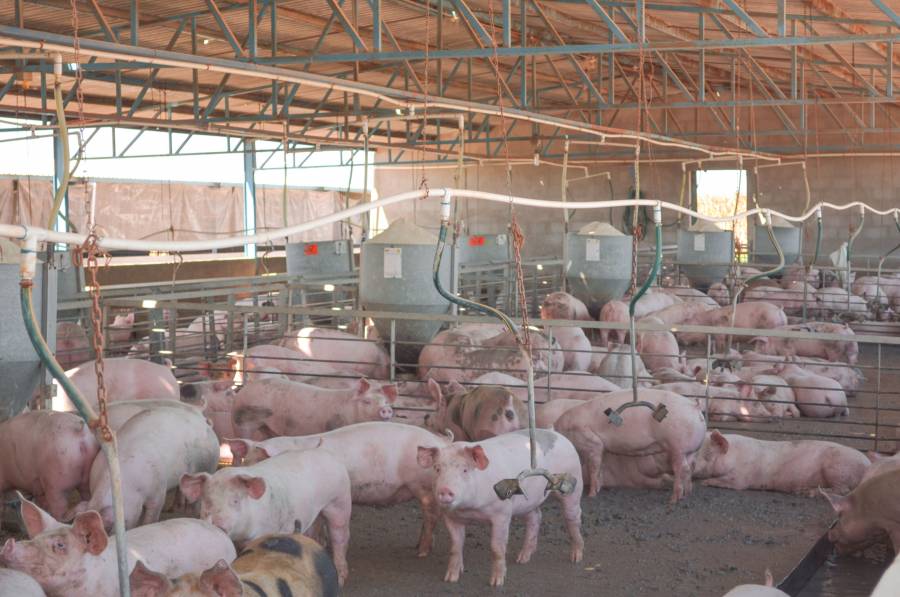 M&eacute;xico producir&aacute; 4% m&aacute;s de carne de cerdo