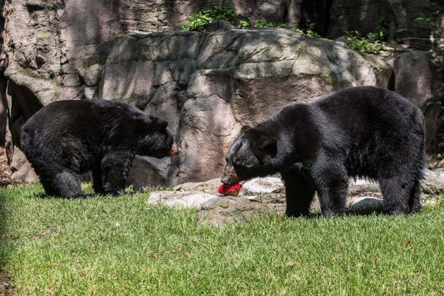 Aseguran animales que pertenecían a circo