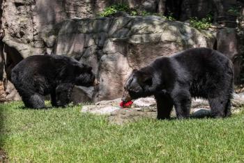 Aseguran animales que pertenec&iacute;an a circo