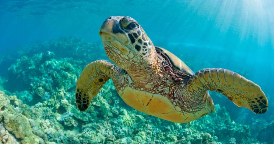 Llegan tortugas marinas a Puerto Morelos