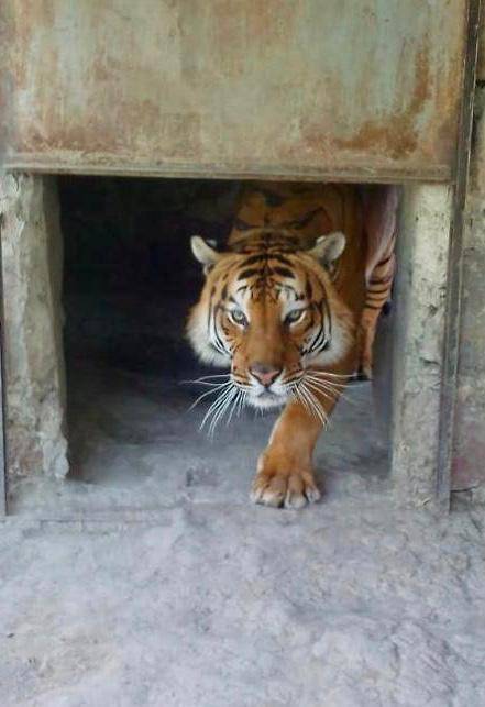 Profepa asegura tigre de bengala y oso negro en Oaxaca