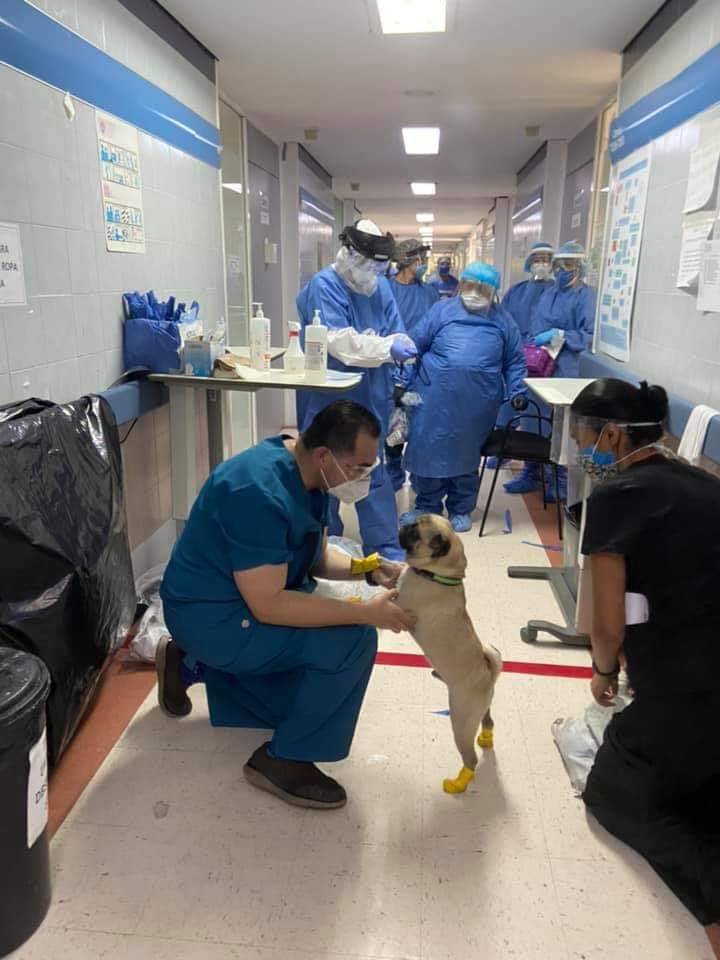 Perrito de ayuda en hospital de la CDMX