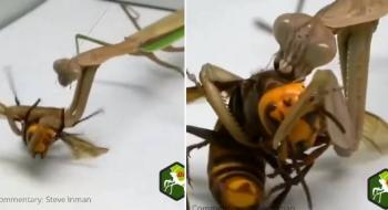 Mantis religiosa y 