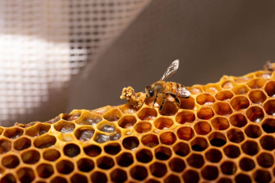 Agricultura activa vigilancia epidemiológica para prevenir entrada de avispón gigante a México