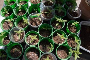 La marihuana podr&iacute;a ser la clave para hacer frente al Covid-19, revela estudio