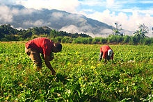 Avanza 45.5% entrega de apoyos a agricultores 