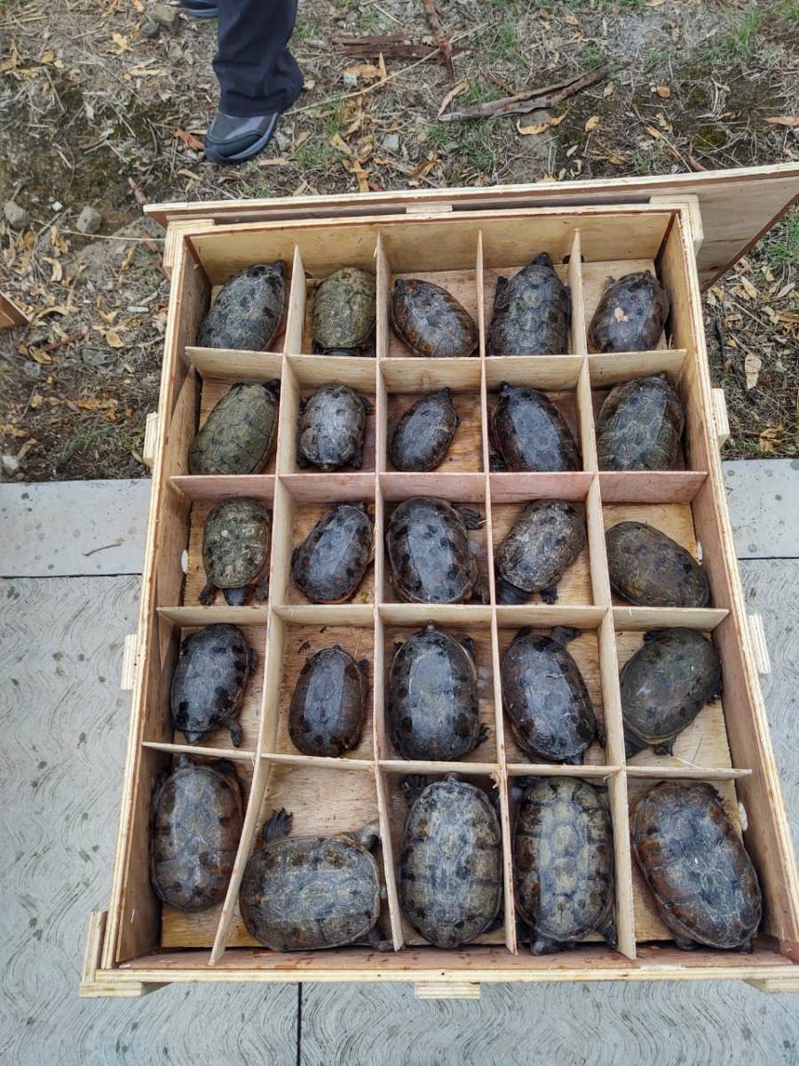 Profepa asegura 15 mil tortugas que serían enviadas de México a China