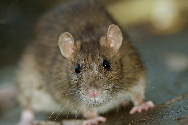 Niega gobierno capitalino plaga de ratas en el Metro