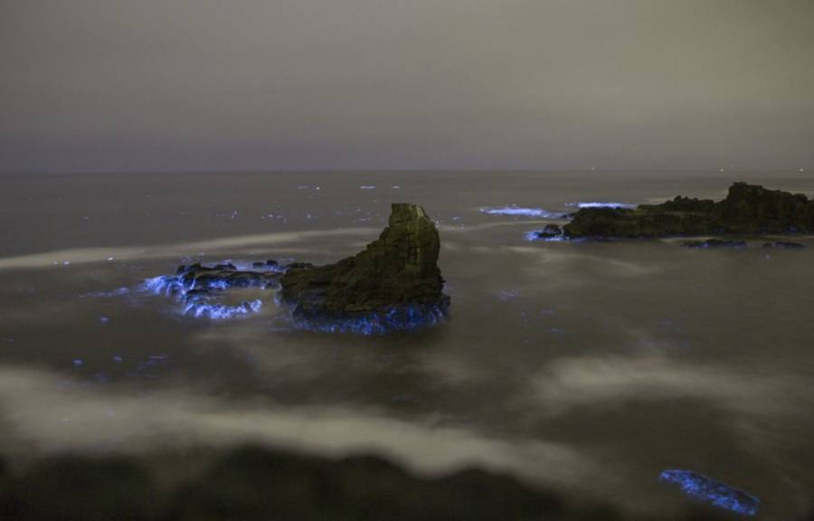 Confinamiento provoca mayor bioluminiscencia en costas mexicanas