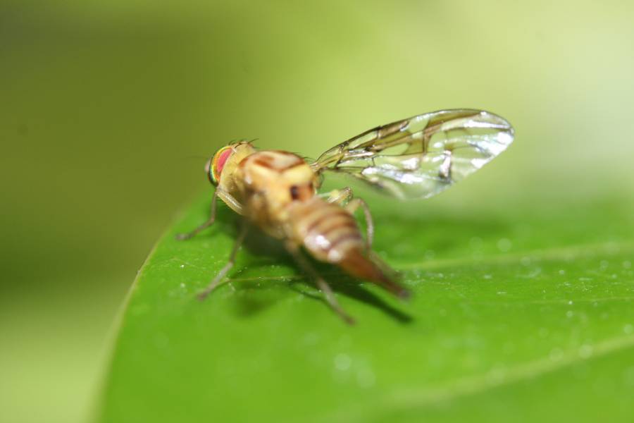 Zona de Puebla libre de la mosca de la fruta