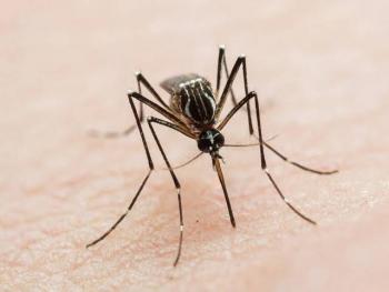 Los mosquitos ser&iacute;an m&aacute;s letales que las 